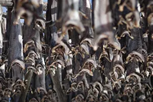Scandinavian Coastal Towns Drucke: Cod from the Barents Sea, dried fish production