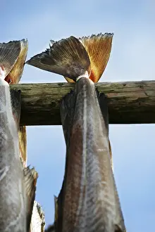 Drucke von Fisch auf dem Trocknungsständer Kabeljau Im Atlantik Drucke: Fisch auf einem Trockenrahmen zum Trocknen
