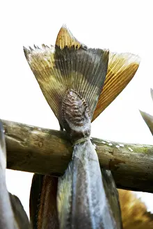 Drucke von Frischer Fisch wird auf einem Rost getrocknet, um seine Haltbarkeit zu verlängern Kabeljau Im Atlantik Drucke: Fischtrocknung auf einem Trockenrahmen