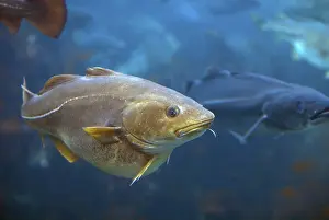 Drucke von Kod (Gadus morhua) Kabeljau Im Atlantik Drucke: Kabeljau (Gadus morhua)