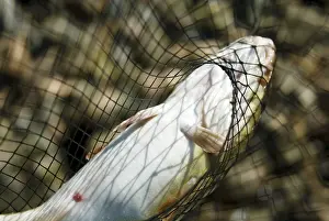 Drucke von Ein Fisch wird mit einer Handnetze gefangen Kabeljau Im Atlantik Drucke: Fang mit der Handnetze