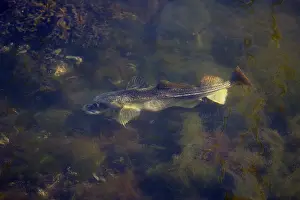 Drucke von Ein Fisch schwimmt inmitten von dichtem Seegras vor der norwegischen Küste Kabeljau Im Atlantik Drucke: Fisch und Seetang in Norwegen