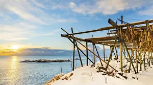 Drucke von Kod stockfisch trocknet auf Gestell, Hamnoya, Moskenesoy, Lofoten, Norwegen Kod stockfisch trocknet auf Gestell, Hamnya, Moskenesy, Lofoten, Norwegen Kabeljau Drucke: Kod stockfisch trocknet auf Gestell, Hamnoya.