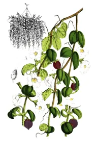 Indoor Leafy Plants Decoration Drucke: Codomamthe devosiana, Codonanthe