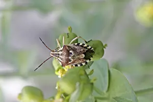 Flying Insect Habitat Drucke: Codophila varius, spotted bug