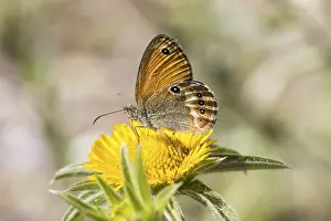 Butterfly Mimicry And Deception Drucke: Coenonympha elbana