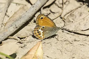Camouflaged Butterfly Drucke: Coenonympha elbana