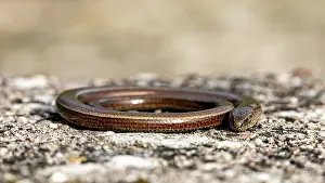 Drucke von Eine gewundene Schlange auf einem felsigen Untergrund, Westliche Erdwurm in der Nähe von Herleshausen in Deutschland (Anguis fragilis) Braune Schlange Drucke: Eine gewundene Schlange auf einem steinigen Untergrund.