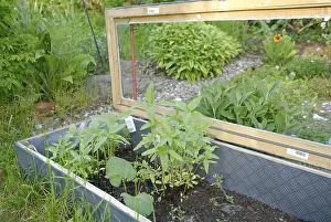 Cold Frame Gardening Drucke: Cold frame
