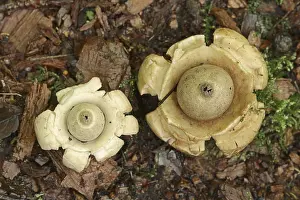 Europe Botany Images Drucke: Collared earthstar (Geastrum triplex)