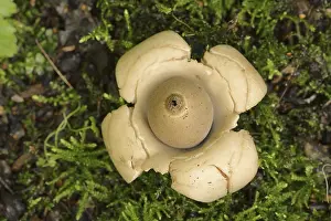 German Botany Images Drucke: Collared earthstar (Geastrum triplex)