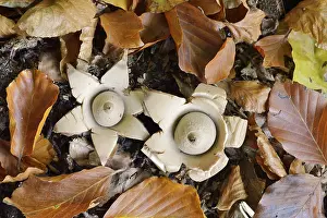 Geastrum Triplex Drucke: Collared earthstar (Geastrum triplex)