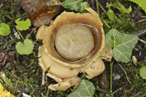 Central Europe Botany Drucke: Collared earthstar (Geastrum triplex)