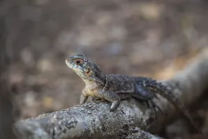 Iguanidae Species Photos Drucke: Collared iguanid lizard (Oplurus cuvieri)