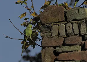 Hesse Nature Scenes Drucke: Collared parakeet, rose-ringed parakeet