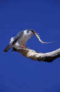 Foraging Birds In The Wild Drucke: Collared Pygmy Falcon