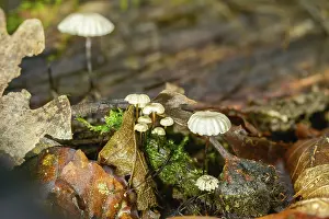 Bilder Datiert 11. September 2024: Collared swindle print marasmius rotula mushroom image