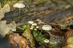 Bilder Datiert 11. September 2024: Collared swindle print photograph marasmius rotula mushrooms