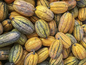 Vibrant Fall Colors Drucke: Collection of pumpkins of different colors