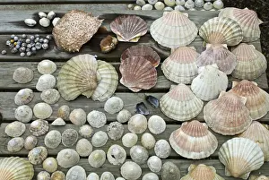 Muschel Drucke: Sammelung von Muscheln