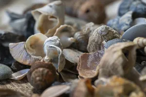 Gerahmter Druck : Sammlung verschiedener Strandhäuslings.