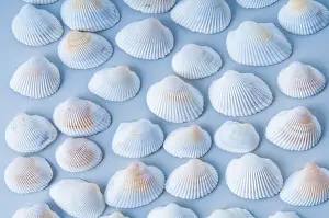 Bivalve Molluscs Drucke: A collection of white sea shells arranged in a pattern on a light blue background