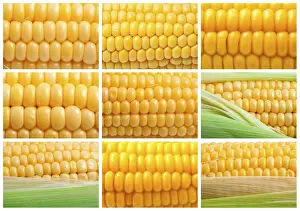 Empty Plate Desserts Drucke: Collection of yellow corn