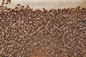 Beekeeping Hobby Drucke: Colony of bees. Beekeeper working in apiary