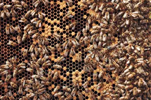 Beekeeping Hobby Drucke: Colony of bees. Beekeeper working in apiary