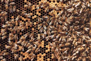 Wild Bee Species Conservation Drucke: Colony of bees. Beekeeper working in apiary