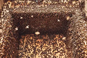 Bee Hotel Nesting Aid Drucke: Colony of bees working in hive