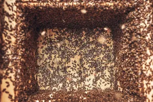 Wild Bee Conservation Drucke: Colony of bees working in hive