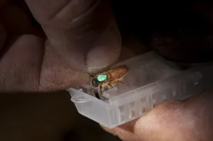 Hymenoptera Species Photos Drucke: After the color marking of the current year
