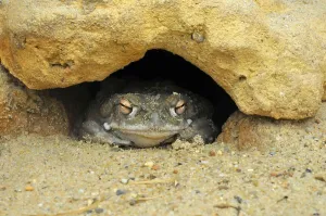 Batrachian Amphibians Drucke: Colorado River Toad