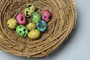 Easter Egg Tradition Drucke: Colored quail eggs in nest, Easter eggs, Germany