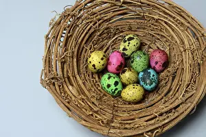 Animal Behaviour Study Drucke: Colored quail eggs in nest, Easter eggs, Germany