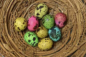 Animal Behaviour Study Drucke: Colored quail eggs in nest, Easter eggs, Germany
