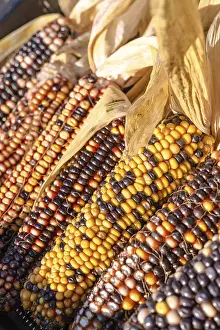 Agricultural Crop Drucke: Colorful corn