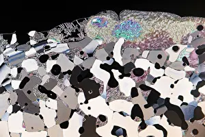 Liquid Crystals Microscope Drucke: A colorful display of liquid crystals under a microscope