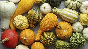 Flat Lay Photography Drucke: Colorful mini pumpkins on white background