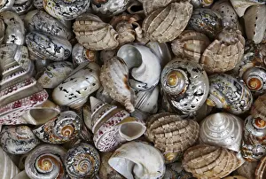 Colorful Snail Shells Drucke: Colorful snail shells - Colored snail shells