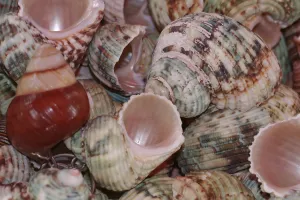 Mollusc Photography Drucke: Colorful snail shells - Colored snail shells