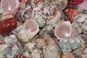 Andere Gastropoden Drucke: Farbige Schneckenhäuser - Farbenfrohe Schneckenhäuser