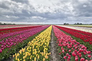 European Countryside Drucke: Many colorful tulips on fields during spring