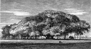 Deciduous Tree Illustration Drucke: The colossal Multiplying, sacred fig tree