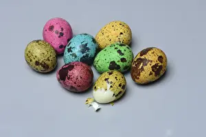 Coloured Quail Eggs Drucke: Coloured quail eggs, Easter eggs, Germany