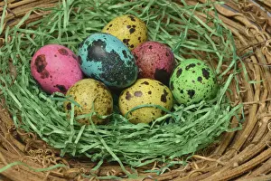 Colourful Easter Traditions Drucke: Coloured quail eggs in nest, Easter eggs