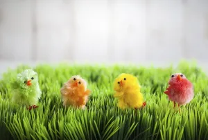 Juvenile Bird Species Drucke: Colourful easter chicks on the green grass