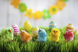 Fledgling Wildlife Images Drucke: Colourful easter chicks on the green grass