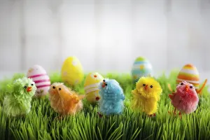 Young Animals Drucke: Colourful easter chicks on the green grass